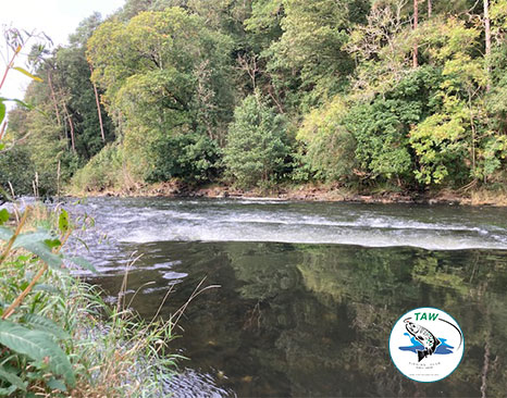 Join RTFCA and support our work for the River Taw